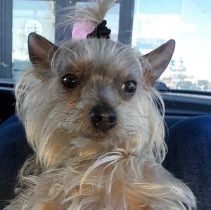 Meet your Posher, Norma